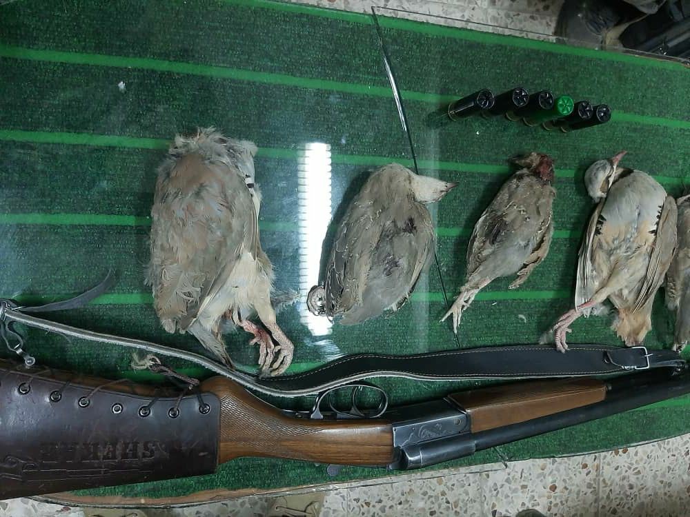 دستگیری دو شکارچی غیر مجاز پرندگان وحشی در راور