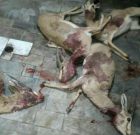 شکارچیان غیرمجاز در منطقه محافظت شده راور دستگیر شدند