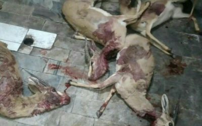 شکارچیان غیرمجاز در منطقه محافظت شده راور دستگیر شدند