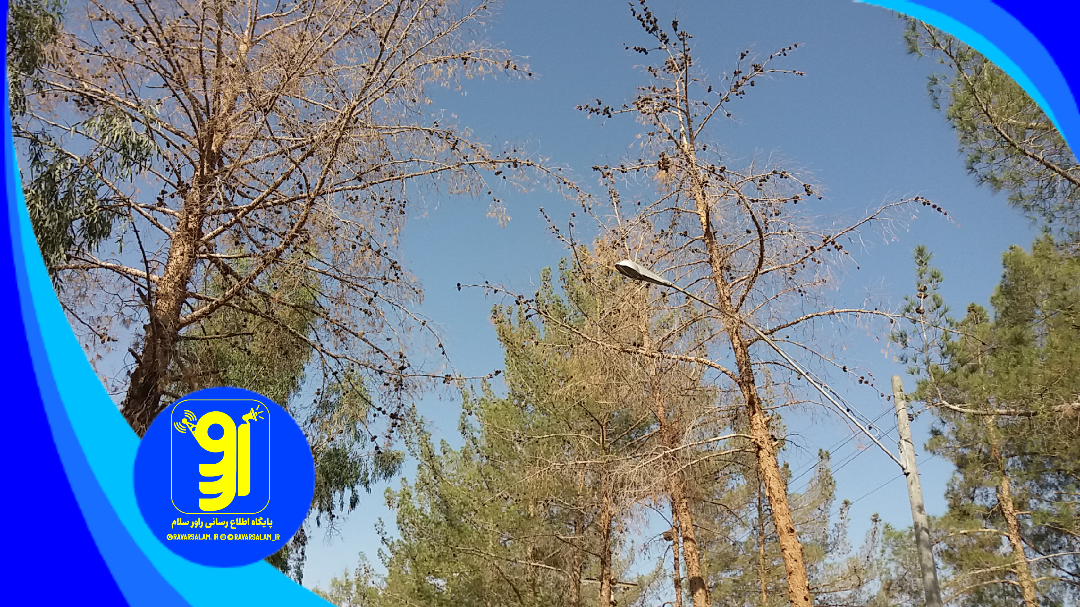 علت زوال و خشکیدگی درختان در راور چیست؟/ از شایعات مردم تا پاسخ شهردار راور+تصاویر