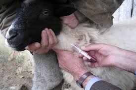 آغاز عملیات واکسیناسیون علیه بیماری آبله برای بیش از ۴۰ هزار راس دام سبک در شهرستان راور